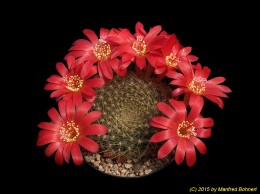 Rebutia senilis J178a 1774